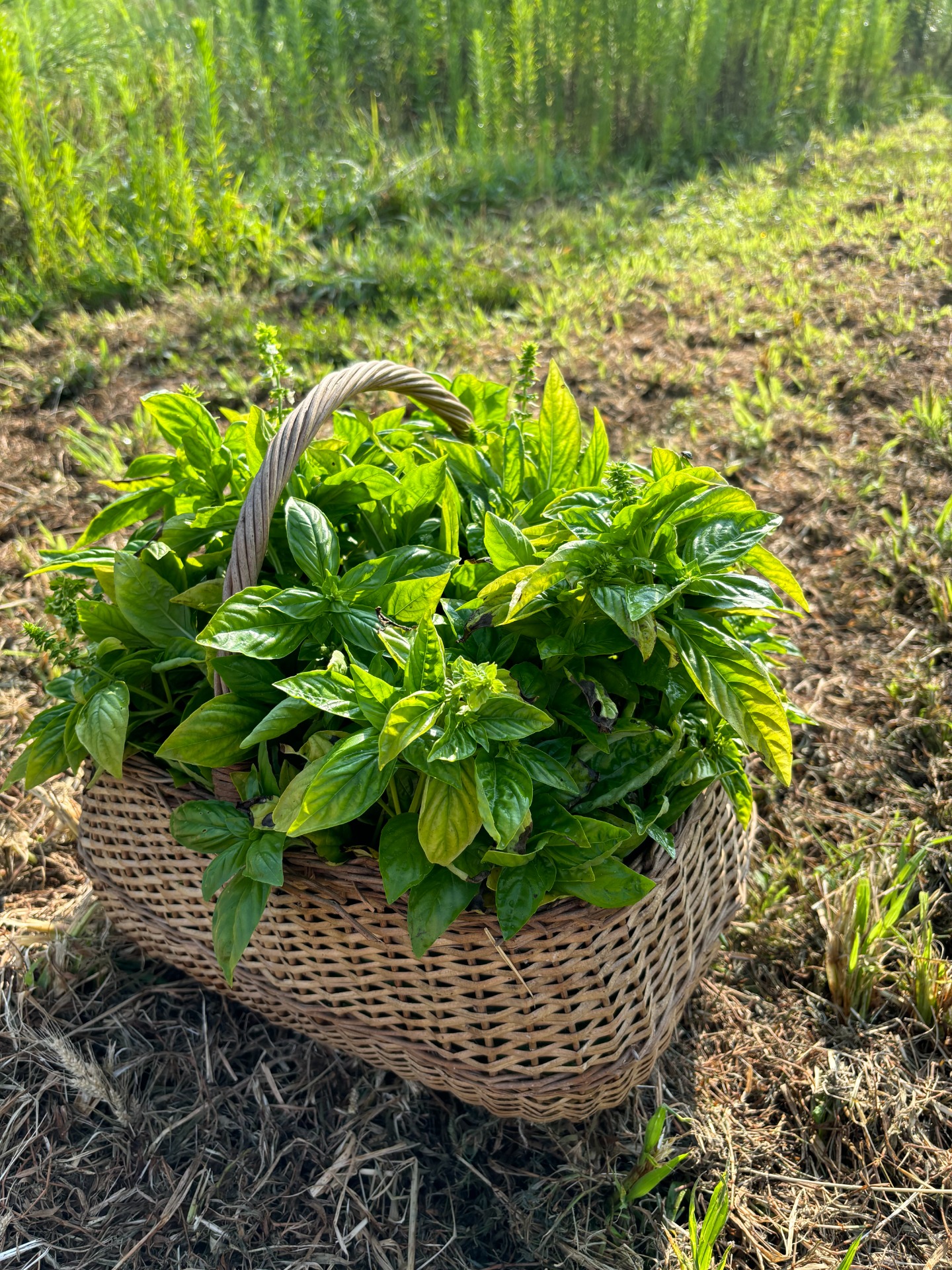 Azienda Agricola Terra di Ilizia 