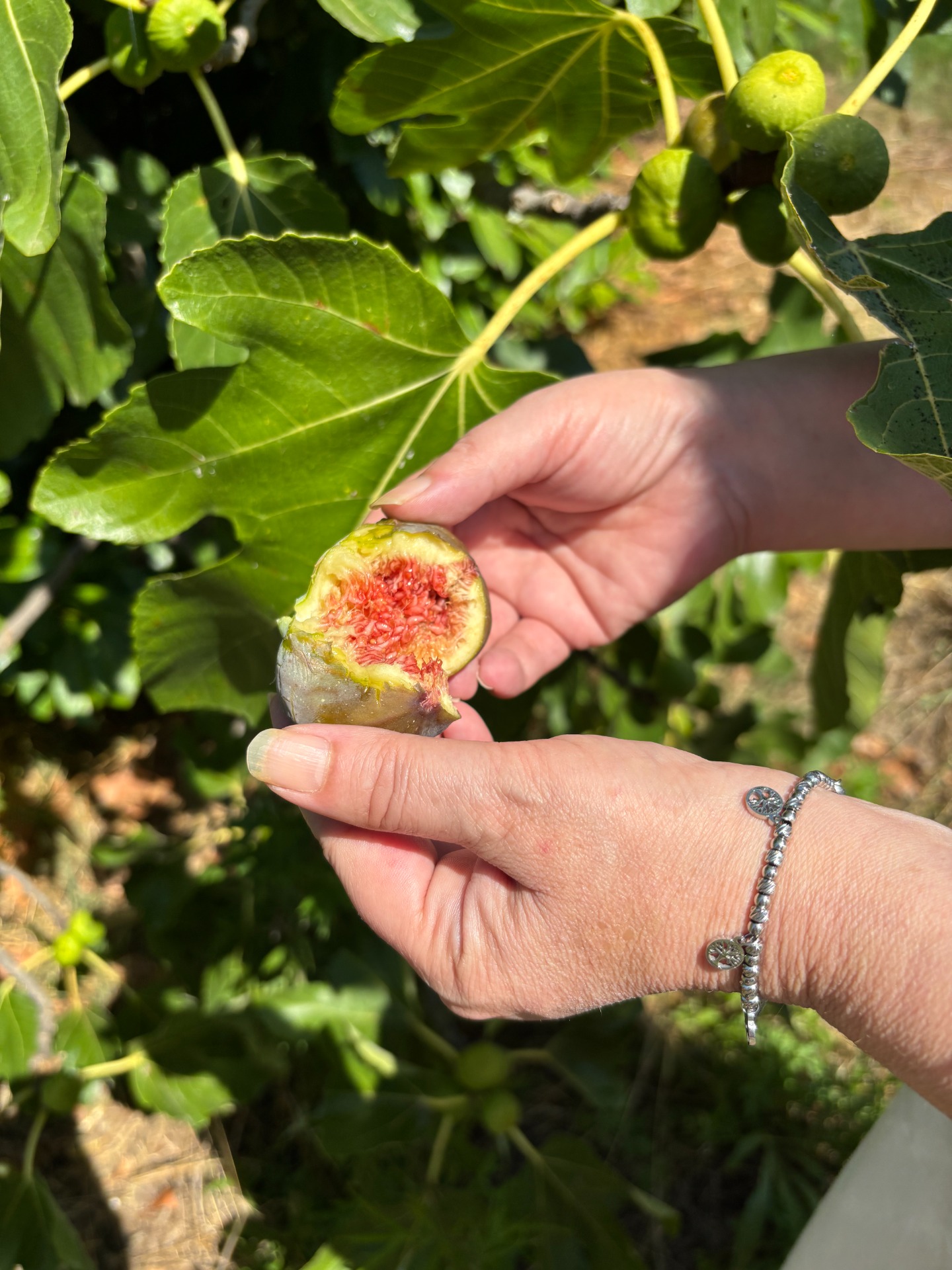 L'agroforestazione