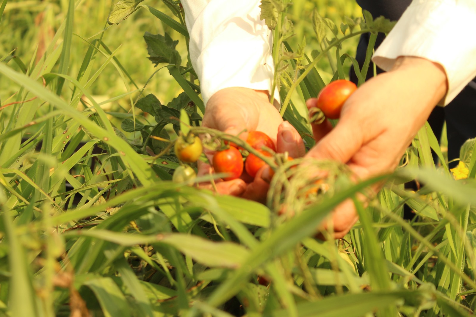 Il campo
